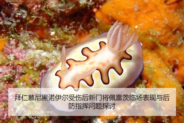 bai-ren-mu-ni-hei-nuo-yi-er-shou-shang-hou-xin-men-jiang-pei-lei-ci-lin-chang-biao-xian-yu-hou-fang-zhi-hui-wen-ti-tan-3-514.jpg